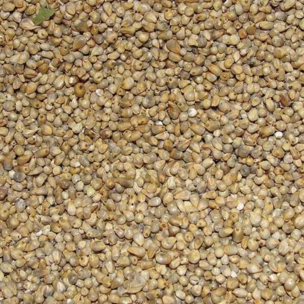 Organic Millets - Pearl Millet