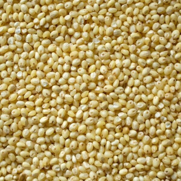 Organic Millets - Proso Millet