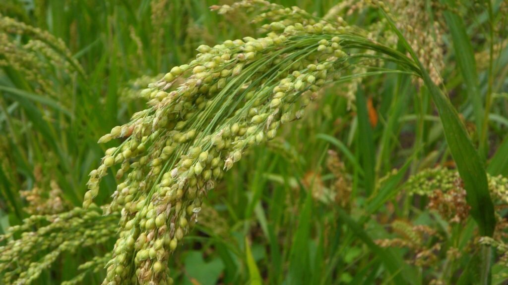 Top Organic Millets Supplier for Wholesale – Sustainably Sourced and Nutrient-Rich Millets